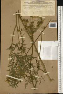 Silphiodaucus prutenicus (L.) Spalik, Wojew., Banasiak, Piwczyñski & Reduron, Восточная Европа, Волжско-Камский район (E7) (Россия)