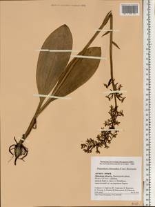 Любка зеленоцветковая (Custer) Rchb., Восточная Европа, Центральный лесостепной район (E6) (Россия)