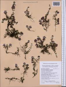 Thymus praecox subsp. polytrichus (A.Kern. ex Borbás) Jalas, Западная Европа (EUR) (Великобритания)