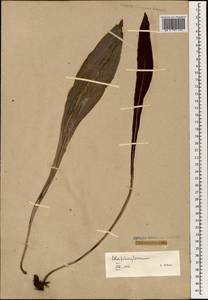 Elaphoglossum gorgoneum (Kaulf.) Brack., Зарубежная Азия (ASIA) (Неизвестно)