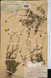 Псевдоглоссантис аулиеатинский (B. Fedtsch.) R.V. Kamelin, Средняя Азия и Казахстан, Западный Тянь-Шань и Каратау (M3) (Казахстан)