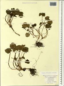Чистяк калужницелистный Rchb., Кавказ, Азербайджан (K6) (Азербайджан)