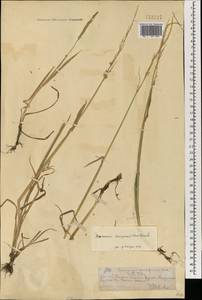 Бекмания восточная (Steud.) Fernald, Монголия (MONG) (Монголия)