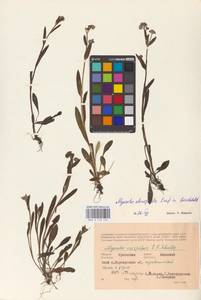 MHA 0 153 454, Myosotis alpestris subsp. suaveolens (Waldst. & Kit. ex Willd.) Strid, Восточная Европа, Центральный лесостепной район (E6) (Россия)