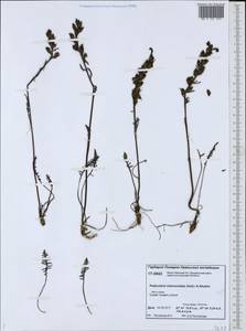 Pedicularis interior (Hultén) Molau & D. F. Murray, Сибирь, Западная Сибирь (S1) (Россия)