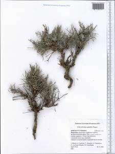 Вьюнок колючий Popov, Средняя Азия и Казахстан, Памир и Памиро-Алай (M2) (Киргизия)