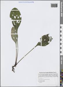 Bupleurum longeradiatum Turcz., Сибирь, Дальний Восток (S6) (Россия)