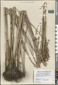 Схеноплектус приморский (Schrad.) Palla, Восточная Европа, Нижневолжский район (E9) (Россия)