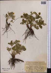 Земляника зеленая, Полуница Duchesne, Средняя Азия и Казахстан, Джунгарский Алатау и Тарбагатай (M5) (Казахстан)