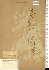 Corynephorus divaricatus (Pourr.) Breistr., Кавказ, Азербайджан (K6) (Азербайджан)