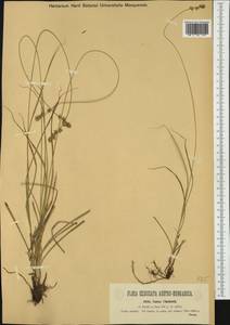 Carex leersii F.W.Schultz, Западная Европа (EUR) (Италия)