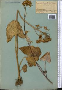 Vickifunkia thomsonii (C. B. Clarke) C. Ren, L. Wang, I. D. Illar. & Q. E. Yang, Средняя Азия и Казахстан, Памир и Памиро-Алай (M2) (Таджикистан)