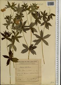 Anemonastrum dichotomum (L.) Mosyakin, Сибирь, Прибайкалье и Забайкалье (S4) (Россия)