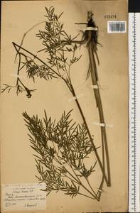 Морковник обыкновенный (L.) Schinz & Thell., Восточная Европа, Центральный лесостепной район (E6) (Россия)