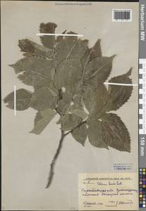 Вяз гладкий, Вяз обыкновенный Pall., Восточная Европа, Нижневолжский район (E9) (Россия)