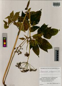 Сныть обыкновенная L., Сибирь, Алтай и Саяны (S2) (Россия)