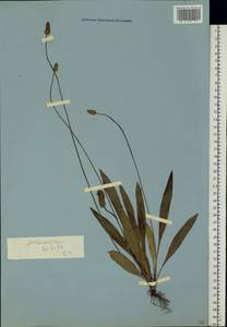 Подорожник ланцетный, Подорожник ланцетолистный L., Восточная Европа, Ростовская область (E12a) (Россия)