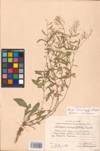 Rorippa × armoracioides (Tausch) Fuss, Восточная Европа, Московская область и Москва (E4a) (Россия)