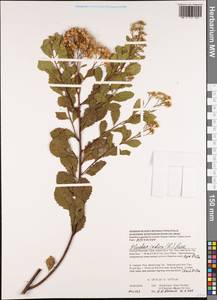 Pluchea indica (L.) Less., Зарубежная Азия (ASIA) (Вьетнам)