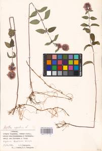 MHA 0 157 905, Мята водяная L., Восточная Европа, Эстония (E2c) (Эстония)