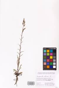 Колокольчик сибирский L., Восточная Европа, Ростовская область (E12a) (Россия)