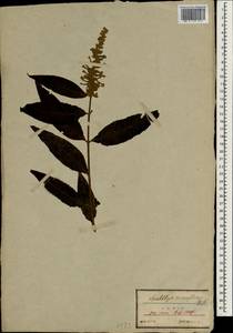 Buddleja curviflora Hook. & Arn., Зарубежная Азия (ASIA) (Япония)