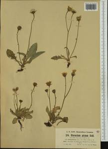 Hieracium pictum subsp. farinulentum (Jord.) Zahn, Западная Европа (EUR) (Франция)