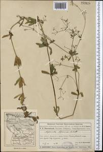 Подмаренник псевдоприручейный Tzvelev, Средняя Азия и Казахстан, Муюнкумы, Прибалхашье и Бетпак-Дала (M9) (Казахстан)