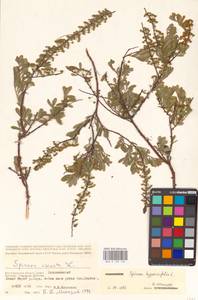 Спирея зверобоелистная, Таволга зверобоелистная L., Восточная Европа, Нижневолжский район (E9) (Россия)