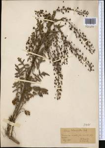 Verbascum agrimoniifolium (K. Koch) Hub.-Mor., Средняя Азия и Казахстан, Каракумы (M6) (Туркмения)
