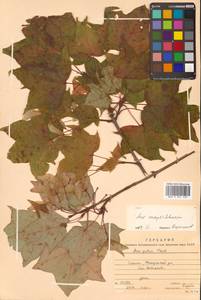 Клен Майра (Schwer.) H.Ohashi, Сибирь, Дальний Восток (S6) (Россия)
