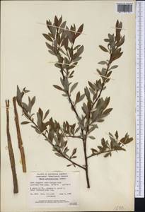 Salix arbusculoides Anderss., Америка (AMER) (Канада)