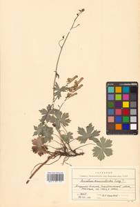 Aconitum ranunculoides subsp. ranunculoides, Сибирь, Дальний Восток (S6) (Россия)