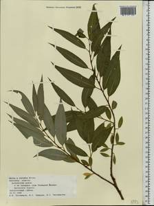 Salix ×rubens Schrank, Восточная Европа, Центральный лесостепной район (E6) (Россия)