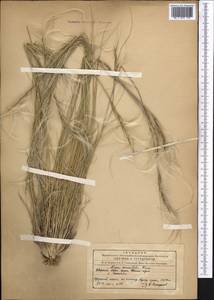 Ковыль восточный Trin., Средняя Азия и Казахстан, Северный и Центральный Тянь-Шань (M4) (Киргизия)