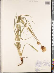 Козлобородник луговой L., Восточная Европа, Центральный район (E4) (Россия)