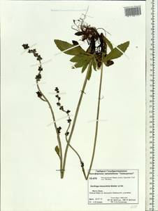 Micranthes hieraciifolia (Waldst. & Kit.) Haw., Сибирь, Центральная Сибирь (S3) (Россия)