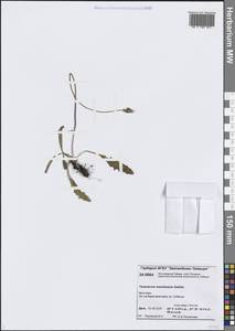 Одуванчик тощий Dahlst., Сибирь, Центральная Сибирь (S3) (Россия)