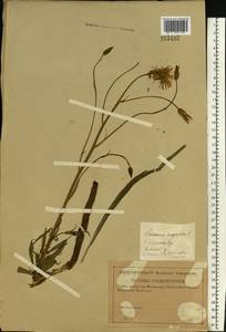 Pseudopodospermum hispanicum subsp. hispanicum, Восточная Европа, Западный район (E3) (Россия)
