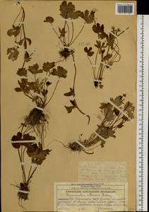 Лютик снеговой L., Сибирь, Чукотка и Камчатка (S7) (Россия)