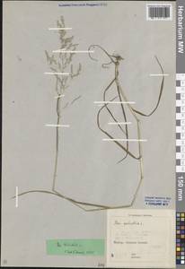 Мятлик обыкновенный L., Кавказ, Краснодарский край и Адыгея (K1a) (Россия)