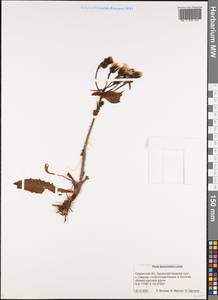 Picris japonica subsp. kamtschatica (Ledeb.) Hultén, Сибирь, Дальний Восток (S6) (Россия)