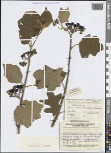 Паслен, Зарубежная Азия (ASIA) (КНР)