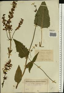 Шалфей луговой L., Восточная Европа, Московская область и Москва (E4a) (Россия)