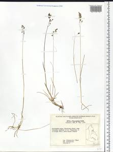 Мятлик арктический R.Br., Сибирь, Чукотка и Камчатка (S7) (Россия)