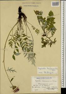 Псефеллюс закавказский Sosn., Кавказ, Грузия (K4) (Грузия)