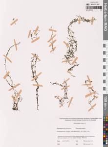 Пузырчатка малая L., Сибирь, Чукотка и Камчатка (S7) (Россия)