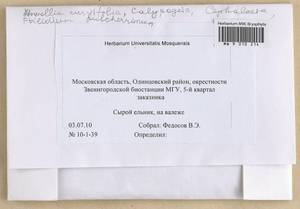 Nowellia curvifolia (Dicks.) Mitt., Гербарий мохообразных, Мхи - Москва и Московская область (B6a) (Россия)
