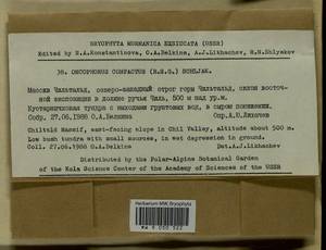 Brideliella wahlenbergii (Brid.) Fedosov, M. Stech & Ignatov, Гербарий мохообразных, Мхи - Карелия, Ленинградская и Мурманская области (B4) (Россия)