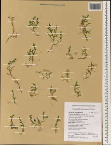 Selaginella denticulata (L.) Spring, Зарубежная Азия (ASIA) (Кипр)